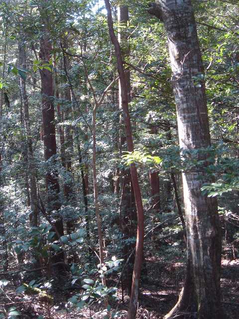 針葉樹と広葉樹が混在した針広混交林の様相を呈している