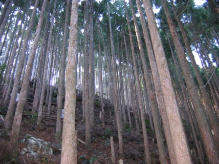 近辺の人口林内