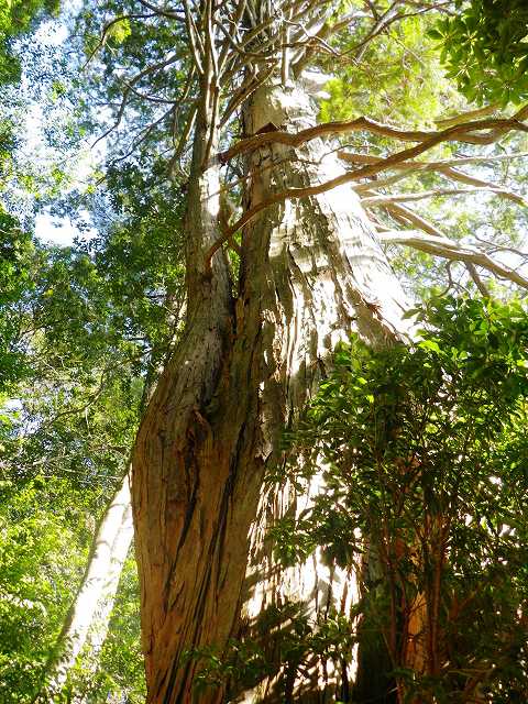 天然ヒノキの大木