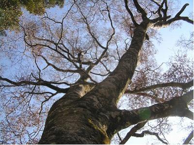 西又山ブナの木