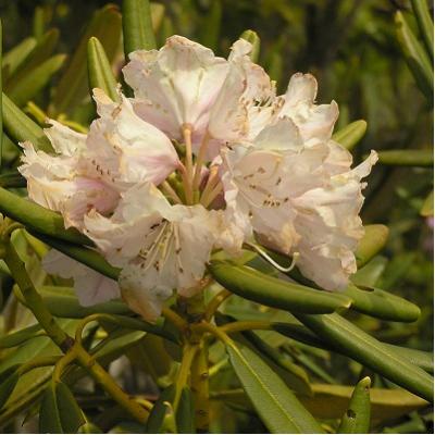 西又山の花1