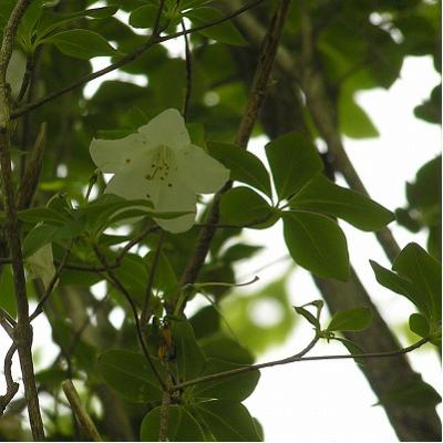 西又山の花2