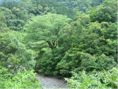 西ノ川山渓谷大けやき