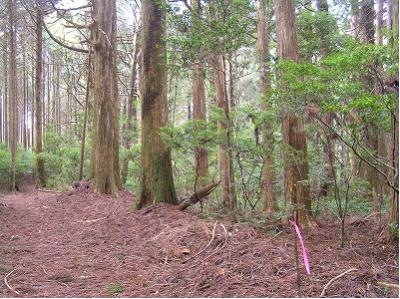 野根山街道旧藩林2