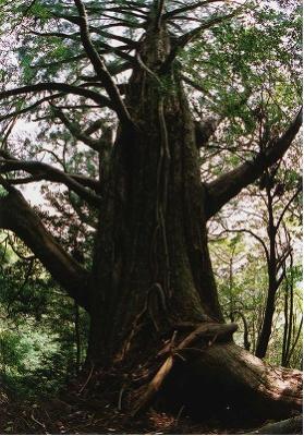 野根山街道仁王スギ