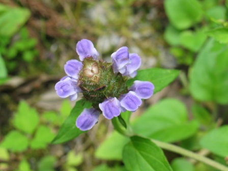 小田深山渓谷：花1