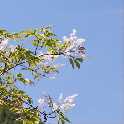 千本山風景林の花3