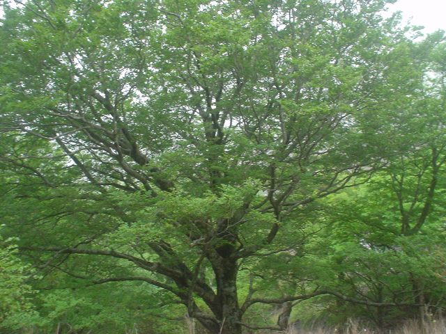 剣山ブナ原生林