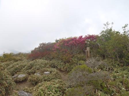 矢筈山頂：土佐矢筈山