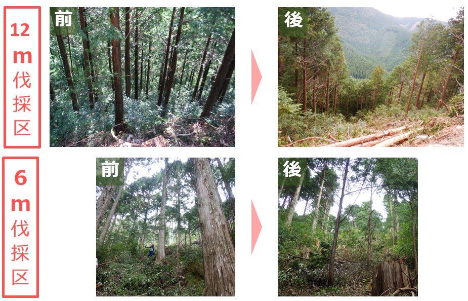 上木伐採前後の林況（急傾斜地）