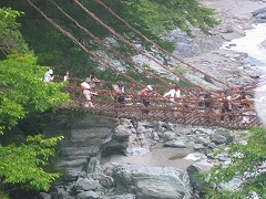 7.祖谷のかずら橋・架け替え用資材確保の森