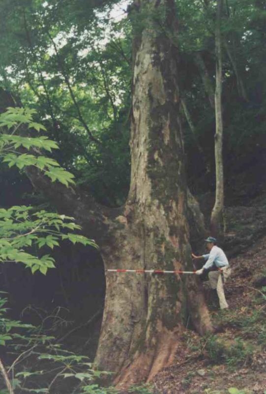 17. 大屋敷のケヤキ