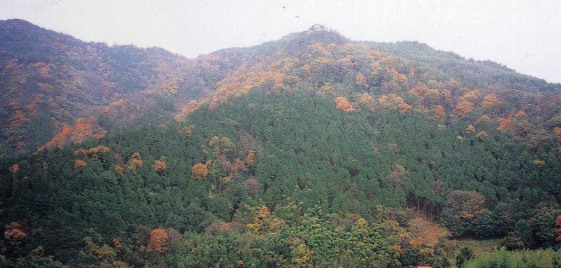 20. 滝山水土保全長期育成モデル林