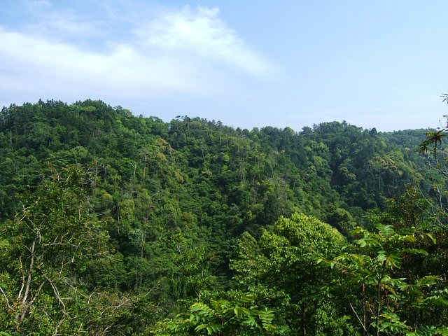 22. 県民参加の森／木製治山ダム