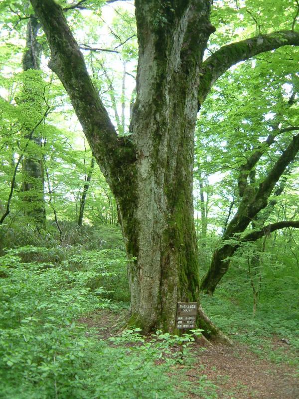 27. 猪伏の大トチ