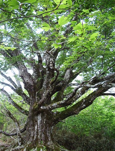 37. 大座礼山のブナの巨木