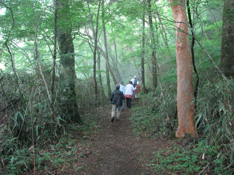 52. 森林セラピー基地「天狗高原自然休養林」