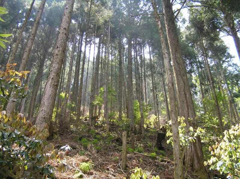 88. 野川山複層林施業指標林