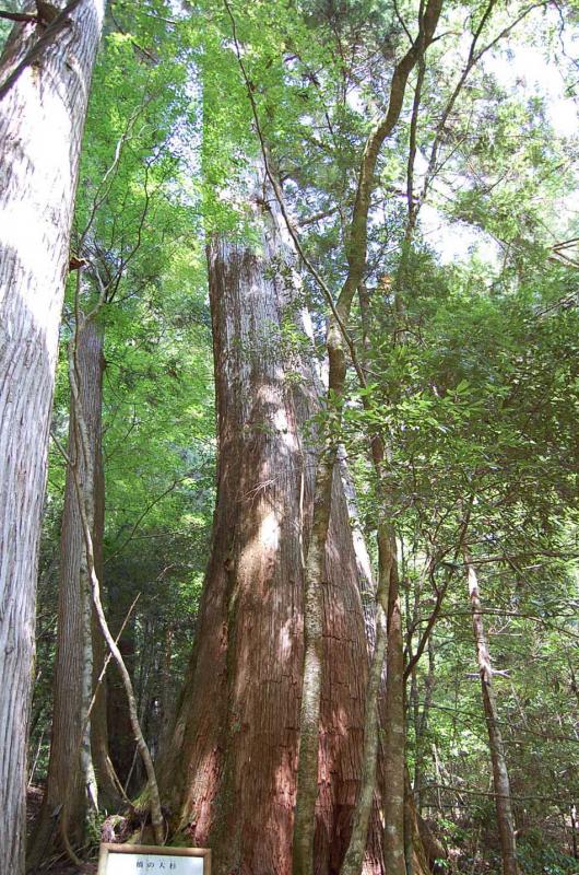 橋の大杉