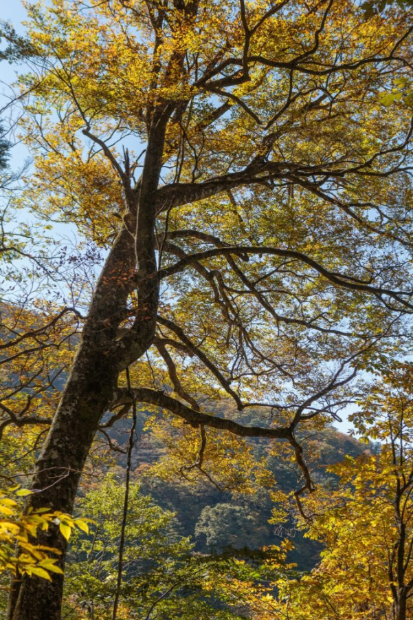 黄金色に染まった木の葉が、秋の陽光を受けて輝いています。太い幹から伸びる枝が空に向かい、背景には深い緑の山並みが広がります。澄んだ青空と紅葉のコントラストが美しく、季節の移ろいを感じさせる一枚です。