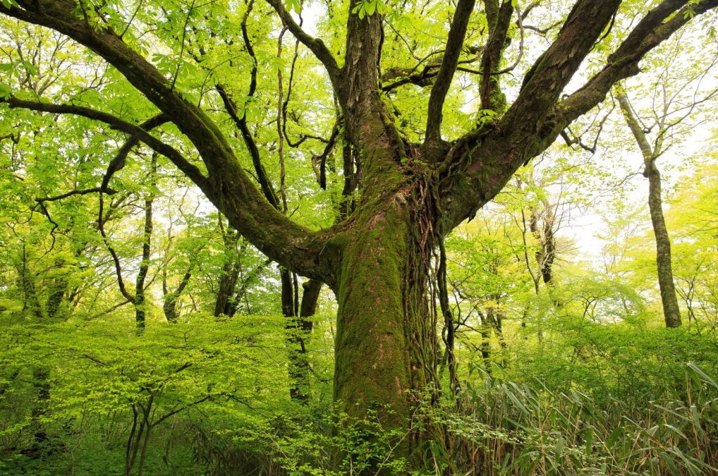大木が、鮮やかな新緑に包まれた森の中に立っています。幹には苔がびっしりと生え、枝が力強く四方に広がっています。背景には柔らかな光が差し込み、若葉の透ける緑が輝いています。生命力あふれる初夏の森を感じさせる一枚です。