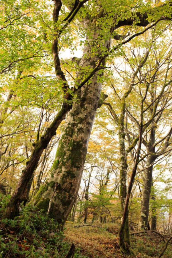 苔をまとった大木が森の中に力強く立ち、周囲には黄葉した木々が柔らかな光に包まれています。足元には落ち葉が敷き詰められ、深まる秋の静けさと自然の温もりが感じられる風景です。