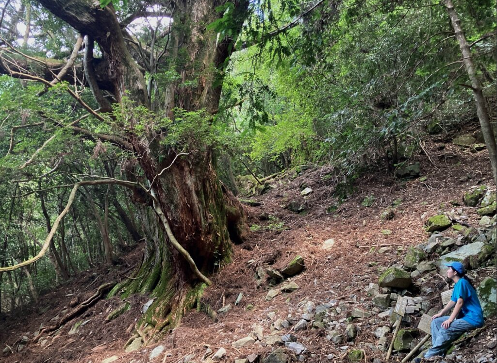 巨木が森の斜面に堂々と立ち、力強い枝を広げています。足元には岩が散らばり、落ち葉が地面を覆う自然の中で、人が静かに腰を下ろし木を見上げています。深い緑と木の存在感が、森の神秘さを際立たせる一枚です。