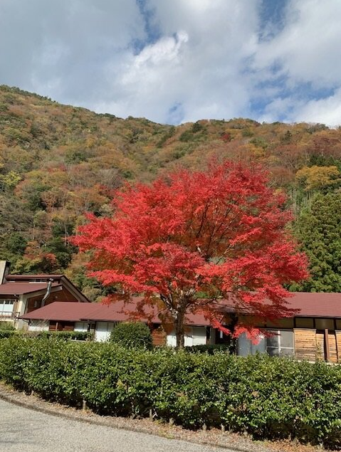 鮮やかな赤に染まった一本の紅葉が、堂々と立っています。背景にはやわらかな秋色に包まれた山々が広がり、青空に白い雲が浮かぶ穏やかな景色。