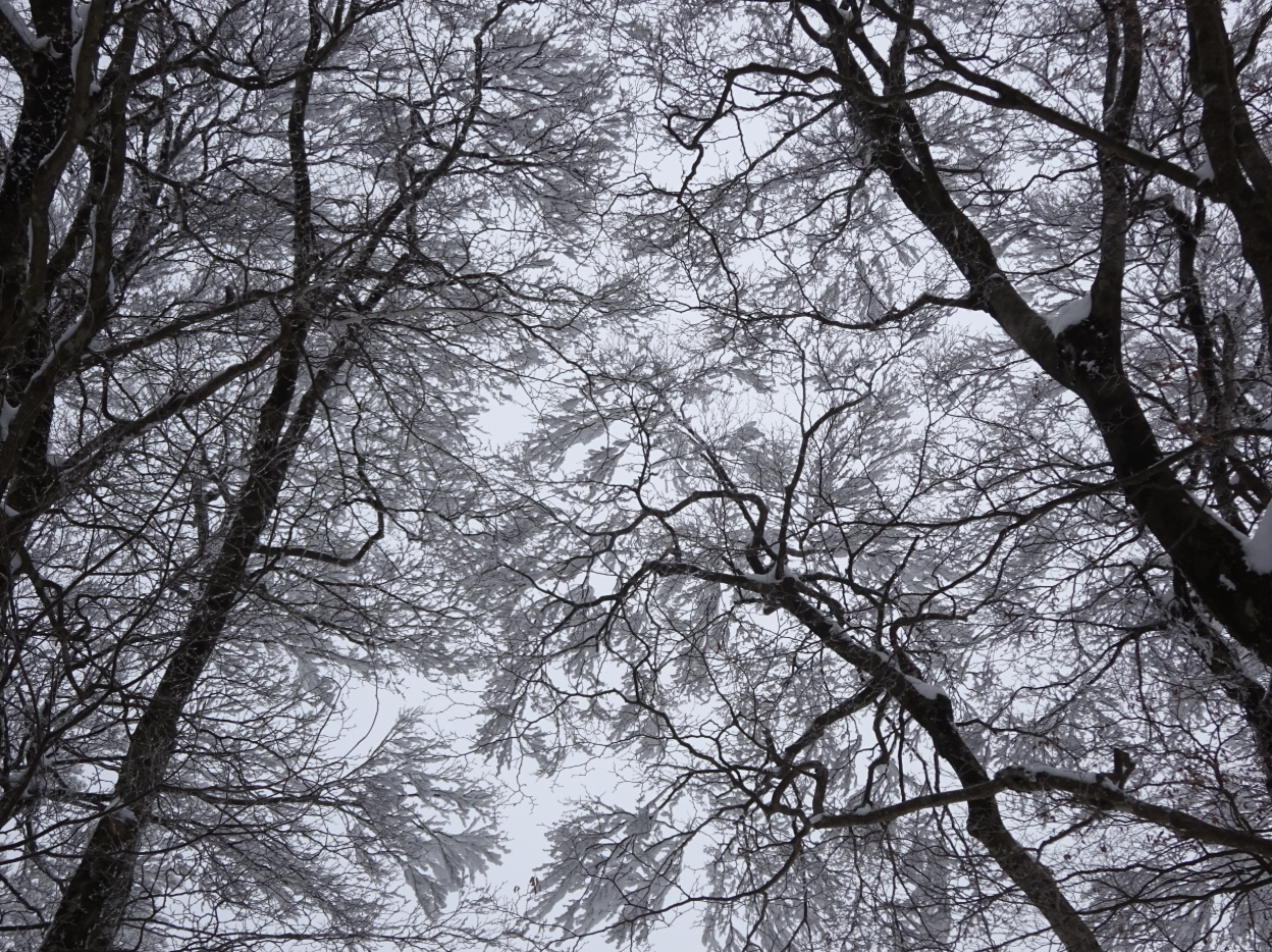 雪に覆われた木々の枝が複雑に絡み合い、空を仰ぐ視点で広がるモノクロームの世界が印象的です。細かな枝先まで白く凍りつき、冬の厳しさと静けさを感じさせます。葉を落とした樹冠が織りなす模様は、自然の造形美そのもの。冷たい空気と凛とした雰囲気が伝わる、深い森の冬景色です。