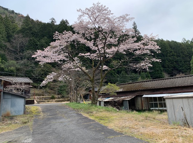 山里の道沿いに、満開の桜が優雅に枝を広げています。淡いピンクの花が古い木造の建物や納屋を背景に、春の訪れを静かに告げる風景です。周囲には緑の山が控え、人の暮らしと自然が調和した懐かしい情緒が漂います。