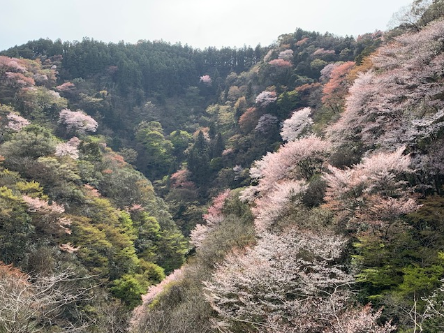 山の斜面一面に、淡いピンクや白の桜が咲き誇り、春の彩りが谷を埋め尽くしています。濃い緑の常緑樹と桜の花が織りなすコントラストが美しく、奥行きのある景観が広がります。