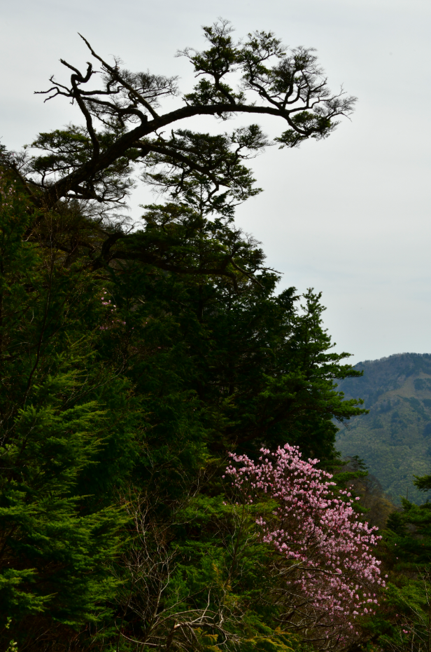 山の斜面に濃い緑の木々が広がり、その中に一本、淡いピンクの花を咲かせる木が彩りを添えています。前景には大きく枝を伸ばした黒々とした木が力強く立ち、背景には遠くの山並みが霞んで見えます。