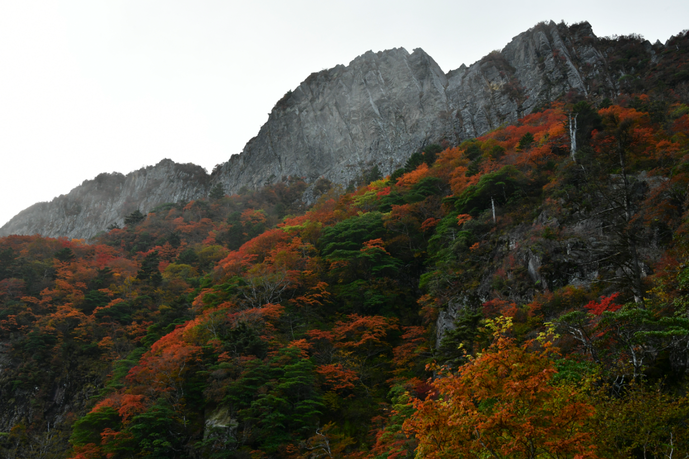 岩肌がそびえる険しい山の斜面を背景に、紅葉が鮮やかに広がっています。赤や橙、緑が織りなす色彩が、秋の深まりを豊かに表現。岩場の荒々しさと柔らかな木々の彩りが対照的で、自然の力強さと季節の美しさが調和する風景です。山の雄大さと紅葉の華やかさが際立つ一枚です。