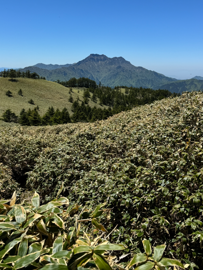 青空の下、山並みが連なる景色を背景に、手前には広がるスズタケの群生が見えます。遠くに特徴的な形をした山がそびえ、澄んだ空気と自然の力強さを感じさせる風景です。