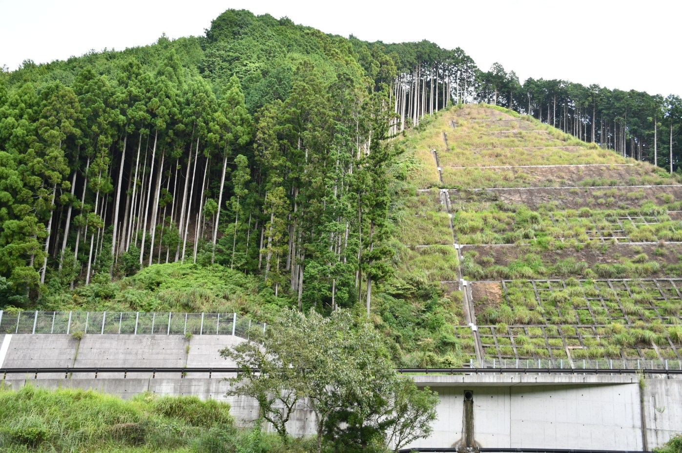 左側は背の高い杉の木が密集し、右側は草木がまばらで整備された段差が見えます。手前には道路と柵があり、森林管理の様子が感じられる景色です。