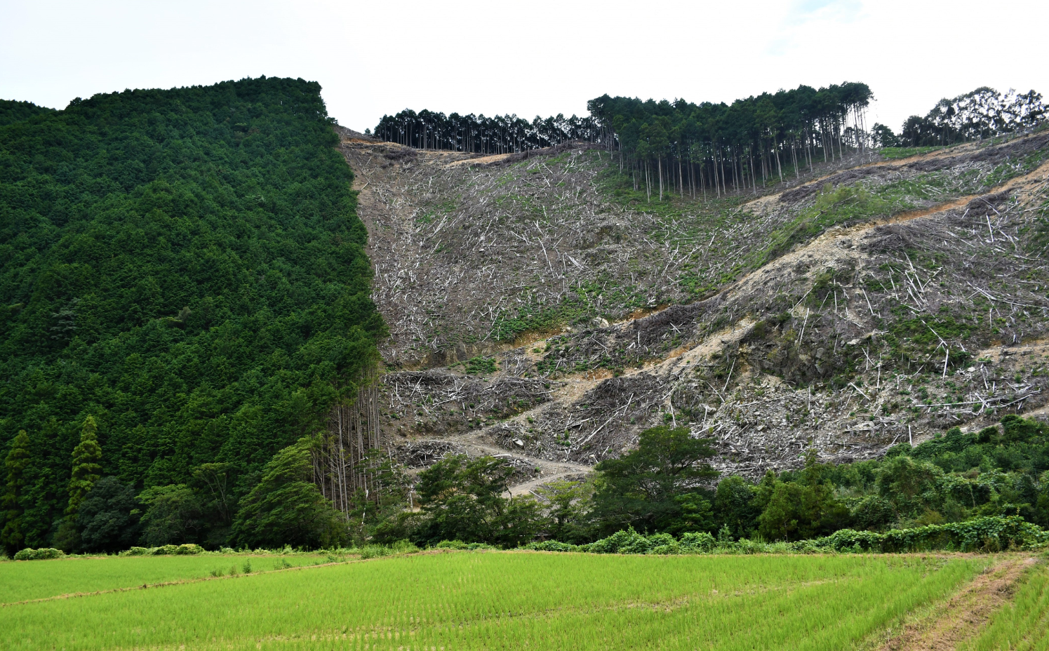 手前には緑の田んぼが広がり、奥の斜面では森林の伐採跡が大きく露出しています。左側には密集した杉林が残り、右側は土肌が見える急斜面で、植生回復の途上にある様子がわかります。森林管理の現場を示す対照的な風景です。