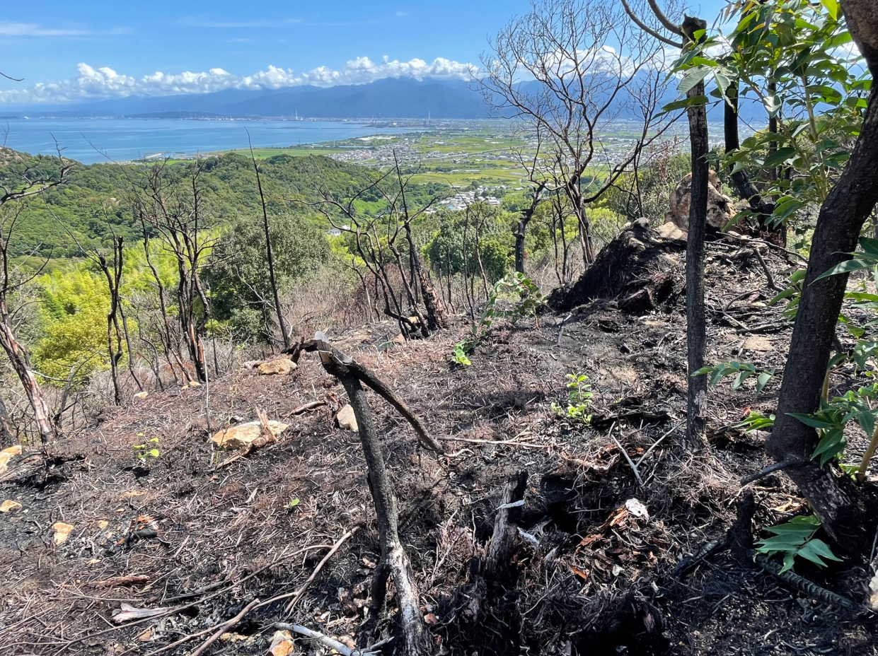 山の斜面に広がる焼け跡が印象的な風景で、黒く焦げた地面と立ち枯れた木々が前景に見えます。奥には緑の山並みと青い海、さらに遠くには山々が連なり、自然の再生と災害の痕跡が対比する景色です。