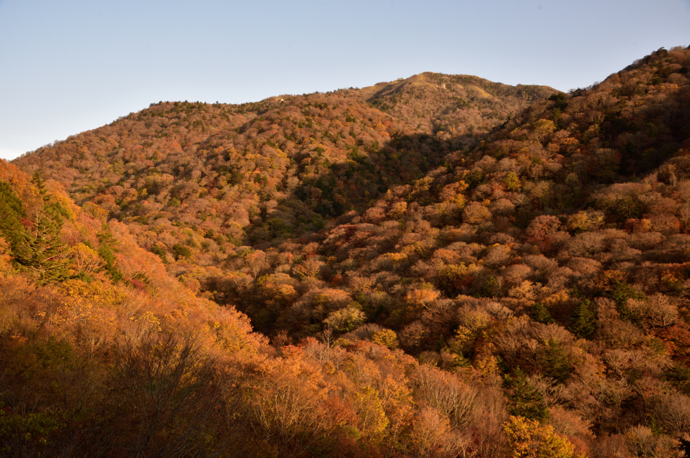 夕暮れの柔らかな光に包まれた山々が、赤や橙に染まった紅葉で一面を覆っています。谷間まで広がる色彩のグラデーションが美しく、秋の深まりと自然の豊かさを感じさせる風景です。