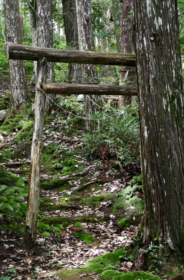 苔むした山道に、古びた木製の鳥居がひっそりと立っています。周囲を囲む杉林の静けさと、緑の絨毯のような苔が、長い年月を感じさせる神秘的な空間を演出しています。