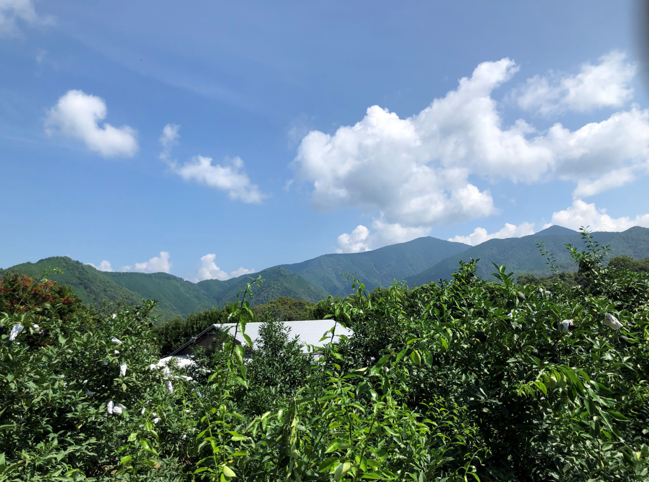 青空に白い雲が浮かび、奥には緑豊かな山並みが連なっています。手前には果樹園のような木々が茂り、自然と農の風景が調和した、爽やかで開放感のある景色です。