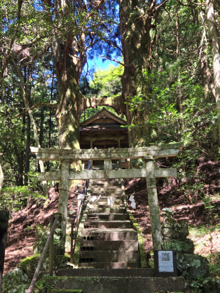 深い森に佇む石造りの鳥居と社を、樹齢数百年の巨木「鳥居杉」が守るように立っています。苔むした石段と杉の大木が織りなす景観は、信仰と自然が調和した神聖な空間を感じさせます。