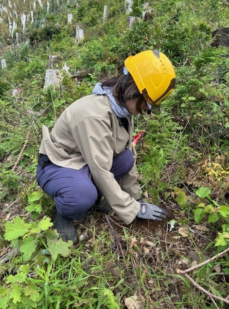 斜面の草地で、黄色いヘルメットを着用した人物が膝をつき、小さな苗木を植えている様子が写っています。周囲には緑の葉や低木が広がり、背景には単木保護の様子も見えます。