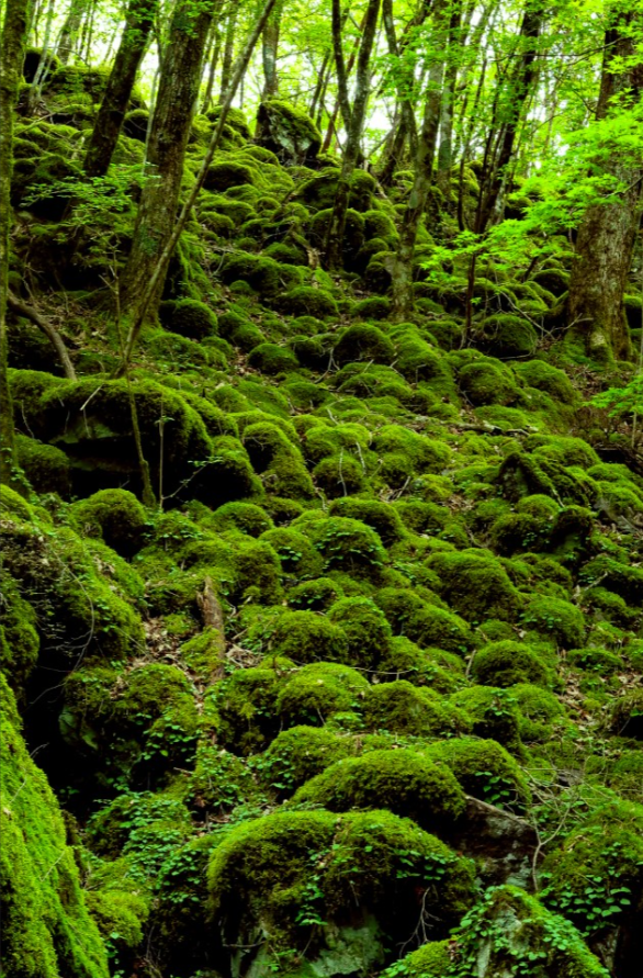 岩肌や地面を覆うように、鮮やかな緑の苔が一面に広がっています。大小の岩が重なり合い、柔らかな苔が厚く積もることで、自然の造形美と深い森の湿潤な環境が感じられます。上部には木々が立ち並び、差し込む光が苔の緑をより鮮明に際立たせています。