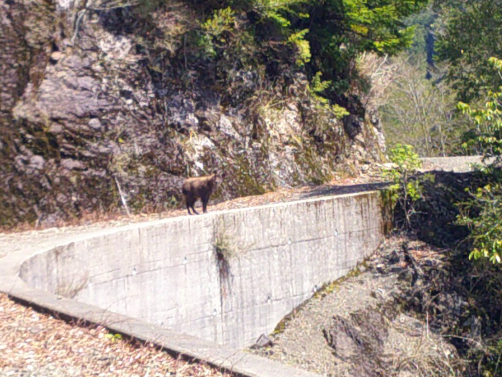 山間の細い舗装道に野生の動物が一匹立っています。周囲は岩肌と緑に囲まれ、道はカーブしながら続いています。自然の中にひっそりと現れたカモシカの姿が、静かな山道の雰囲気を際立たせています。