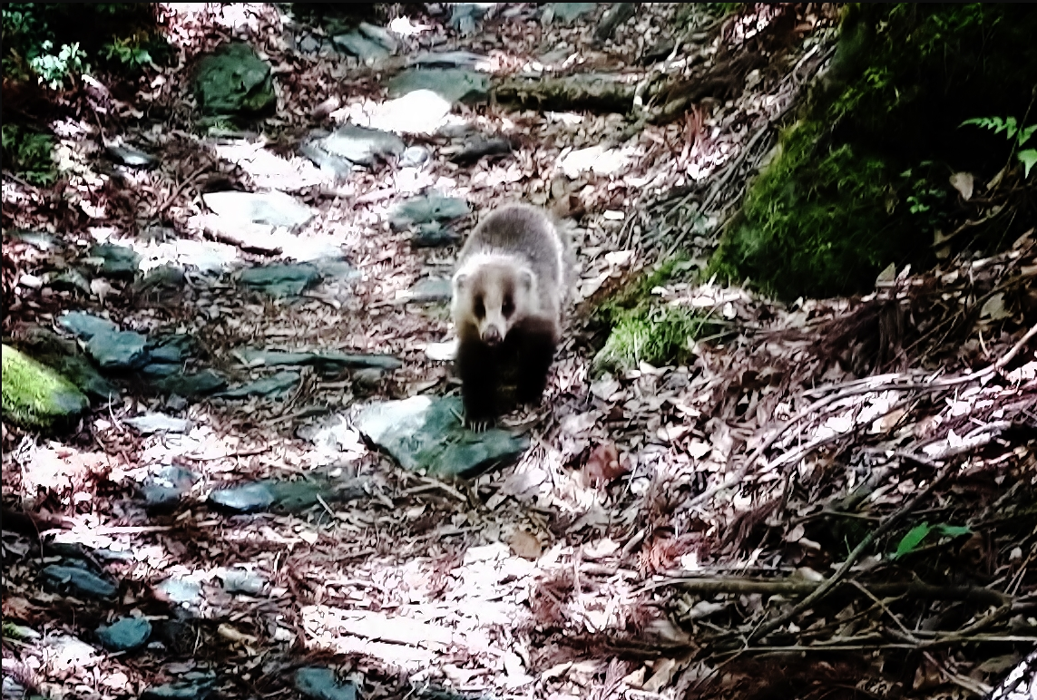 落ち葉と岩が散らばる細い山道に、野生の動物がこちらを見つめるように立っています。周囲は苔むした岩と木々に囲まれ、自然の静けさと緊張感が漂う一枚です。