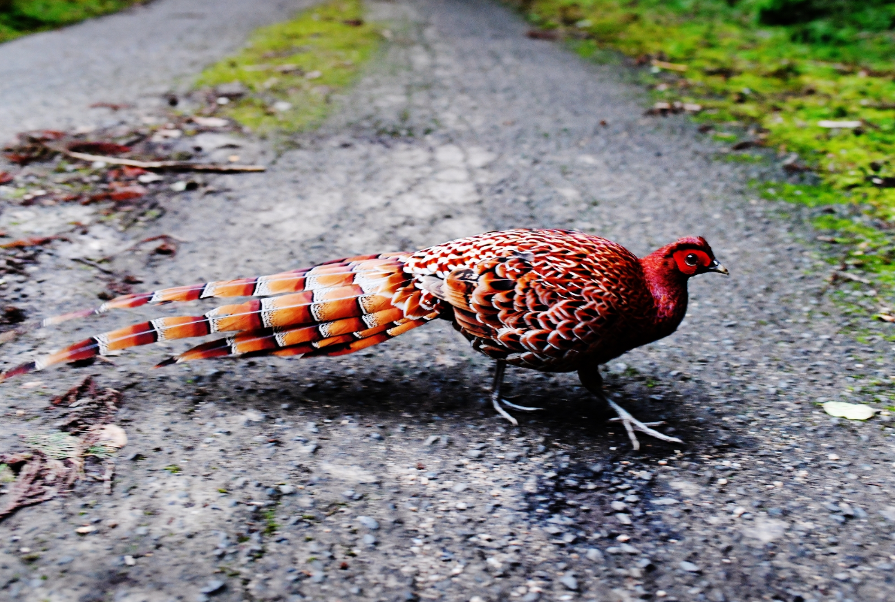 舗装された山道に、鮮やかな赤褐色の羽を持つ鳥が歩いています。長く美しい尾羽にはオレンジと黒の模様が並び、全体に光沢のある羽が特徴的です。周囲は緑に囲まれ、自然の中で際立つ色彩が印象的な一枚です。