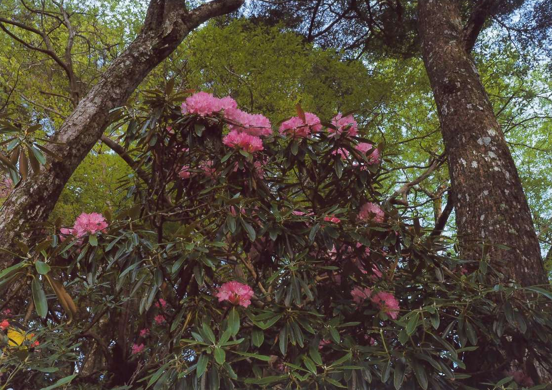 大きな木々に囲まれた森の中で、鮮やかなピンク色の花が咲くシャクナゲが目を引きます。濃い緑の葉と花のコントラストが美しく、自然の中で春の訪れを感じさせる一枚です。