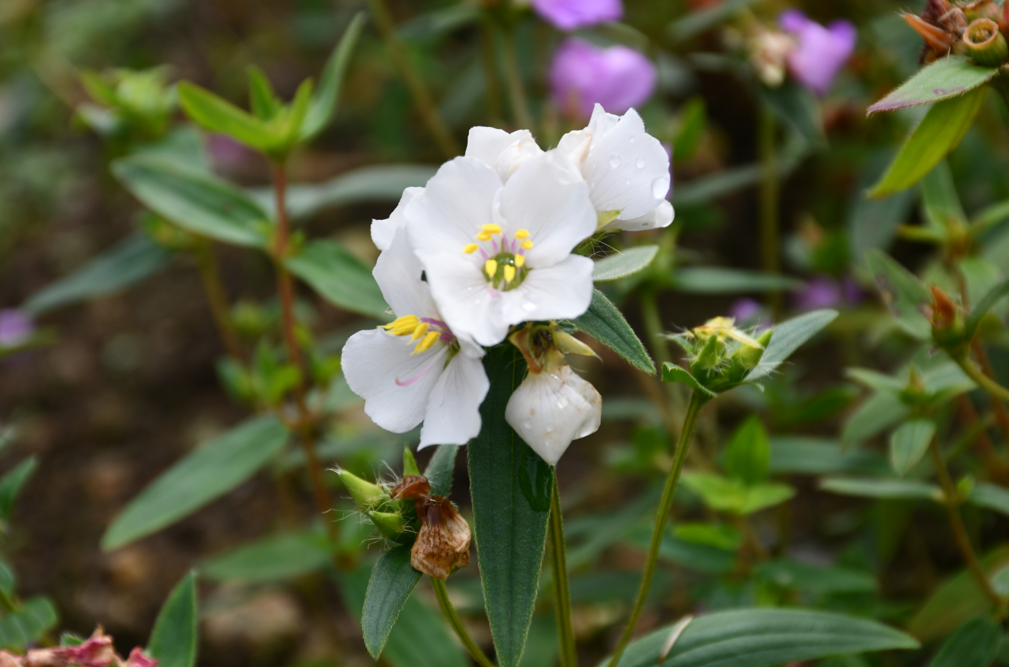 白い花びらを持つ可憐な花が中央に咲き、黄色い雄しべが鮮やかに映えています。背景には緑の葉と淡い紫の花がぼんやりと広がり、自然の柔らかな彩りが感じられる一枚です。