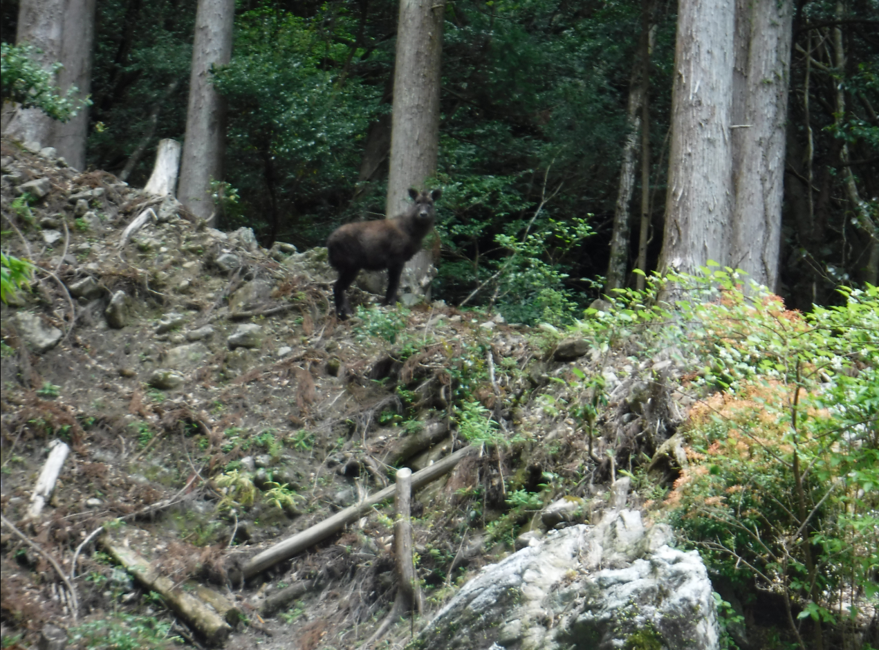 杉の木が立ち並ぶ山林の斜面に、野生の動物がこちらを見つめるように立っています。足元には岩や倒木が散らばり、自然の荒々しさが感じられる風景です。深い緑に囲まれた静かな森で、野生の息吹を感じる一枚です。