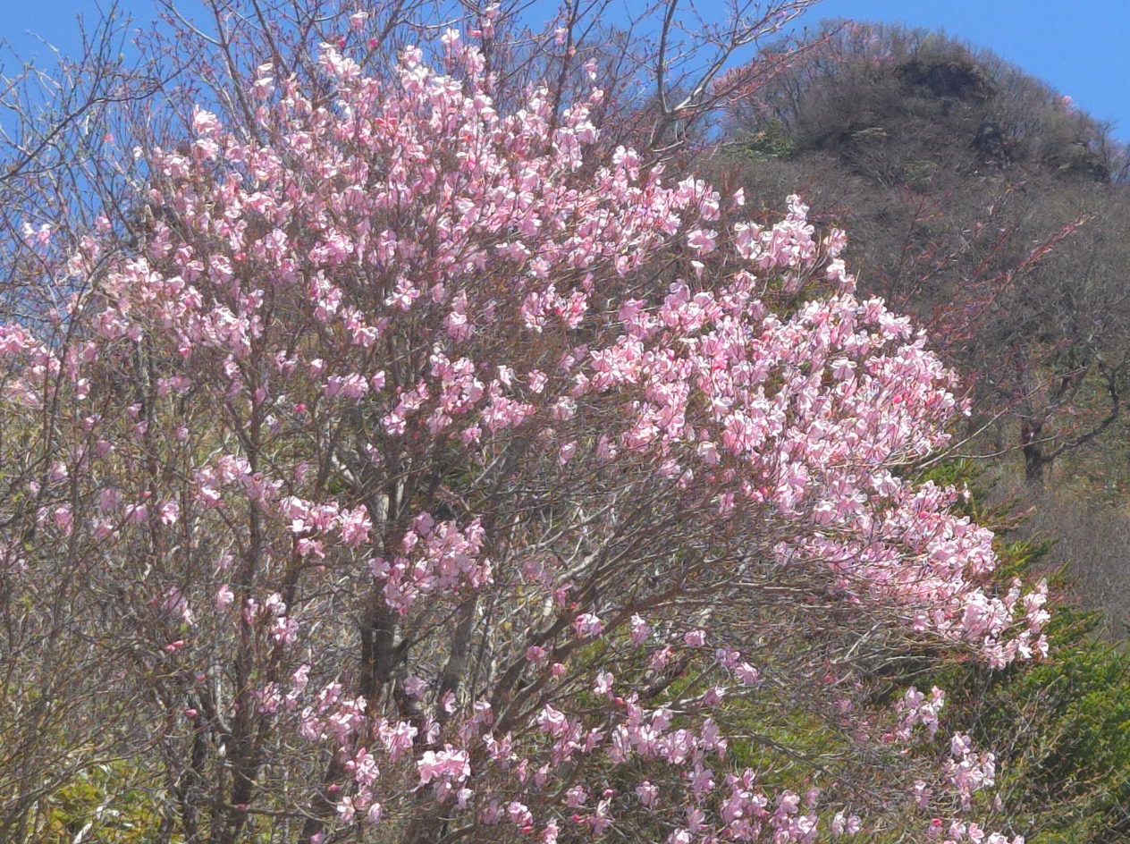 青空の下、満開のピンク色の花をつけた木が堂々と立っています。背景にはやわらかな緑と遠くの山が広がり、春の訪れを感じさせる風景です。花の鮮やかさと澄んだ空のコントラストが美しい一枚です。